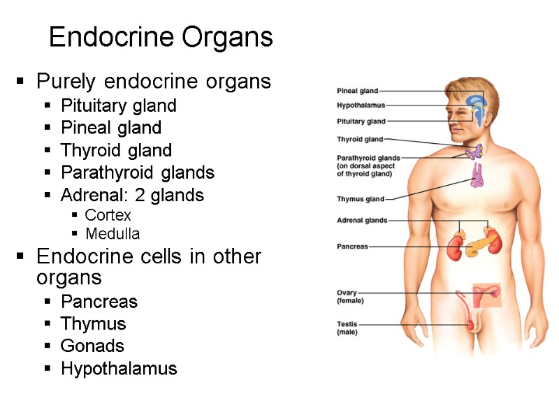 3 Endocrine Organs Purely endocrine organs Pituitary gland Pineal gland Thyroid gland Parathyroid glands